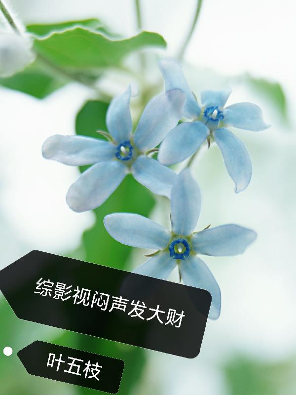 水木园的双子星封面