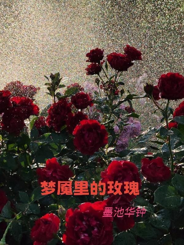 一品娇娘封面