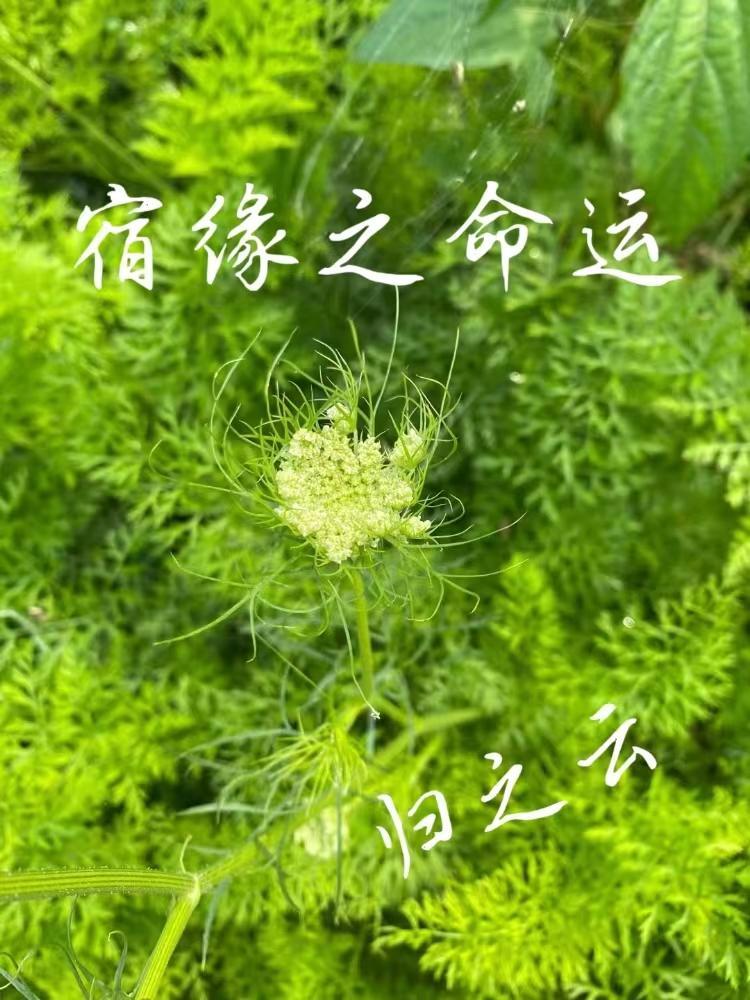 蝉鸣里的向阳处封面