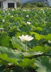 农家蜜婚日常封面