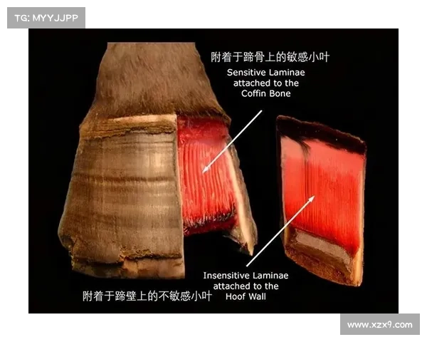 马的脚趾演化与结构特征对比其他动物的适应性差异分析 马的脚趾演化与结构特征对比其他动物的适应性差异分析